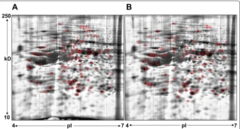 Figure 3 Proteome map for 184A1 with red circles indicating protein spots differentially expressed by at least 1.5-fold (p < 0.05) thatwere identified in (A) BT474 and (B) SKBR3
