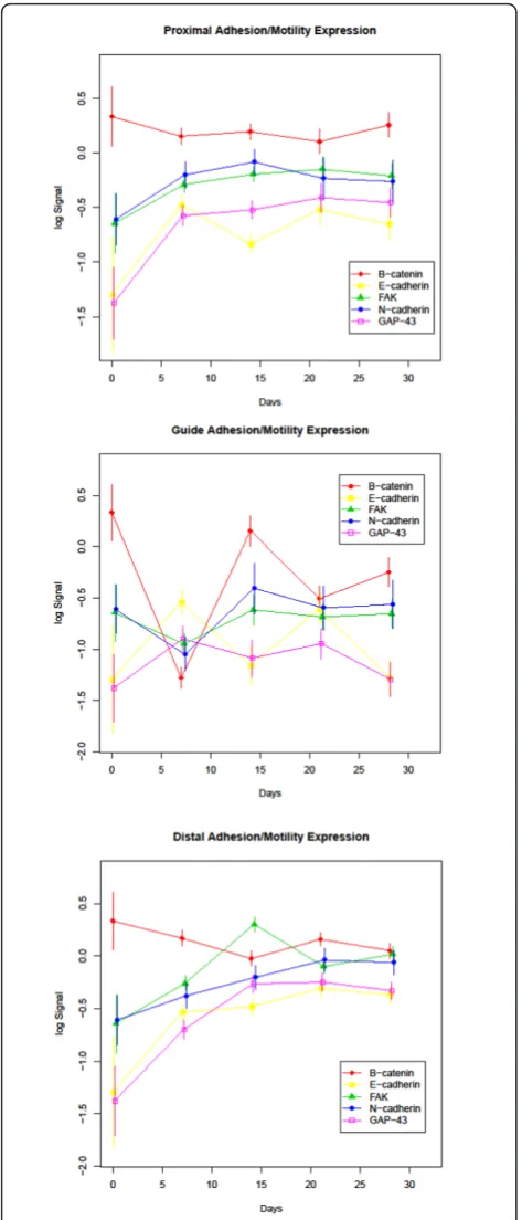 Figure 3 Adhesion and Motility Protein Expression: Expressionprofiles of the adhesion and motility group of study proteinsdivided into proximal, guide and distal segments