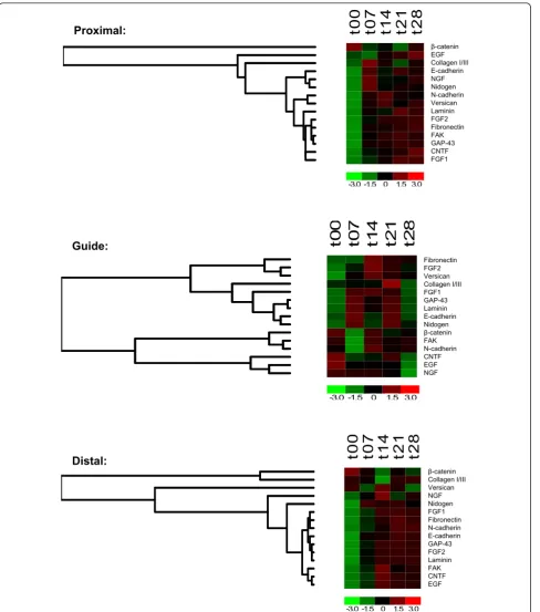 Figure 6 Hierarchical Clustering Analysis in Heatmap Formateach protein over time points of: Proximal (A), distal (B), and solid guide content (C) samples are shown for ≤ 7, 14, 21, and 28 days