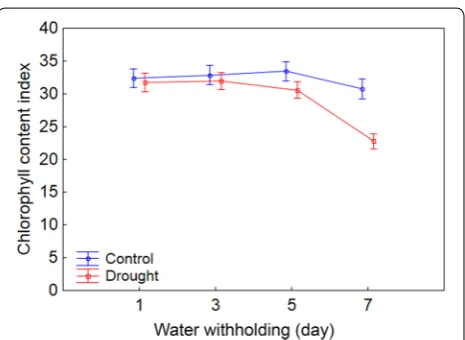 Fig. 2 Changes over time in chlorophyll content index for control and drought stressed maize plants