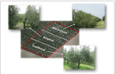Fig. 9 Description of the three pruning treatments evaluated in this investigation