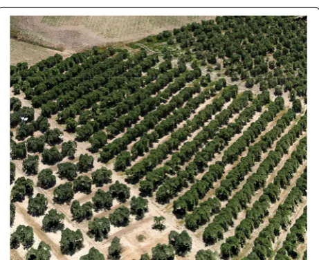 Fig. 10 The quadcopter UAV and the Red–Green–Blue (RGB) camera used to acquire the remote images of the olive trees
