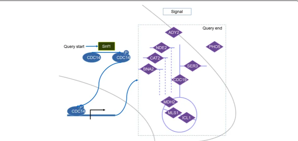 Figure 4 Diagram of the metabolic genes regulated by Snf1 through TF Cdc14. A green rectangular is the main gene to start the query, ablue oval is the TF and purple diamonds are metabolic genes.