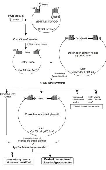 Figure 1Schematic from PCR gene cloning to Agrobacterium expression clones using the Gatewaycloning technologySchematic from PCR gene cloning to Agrobacterium expression clones using the Gateway® cloning technology