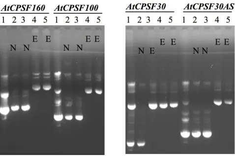 Figure 2Patterns and identities of plasmids isolated from EPatterns and identities of plasmids isolated from E