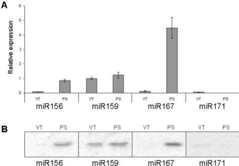 Figure 6miRNA UPL probe assaymiRNA UPL probe assay. A. SYBR Green I assay for miR166. Negative control reactions (minus-RT and water) produced detectable amplicons after 40 PCR cycles