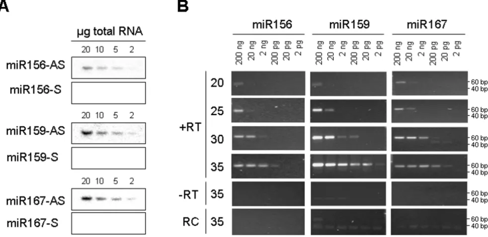Figure 2The sensitivity of the stem-loop RT-PCR assayThe sensitivity of the stem-loop RT-PCR assay