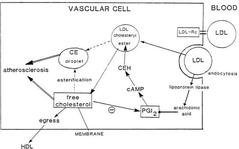 Fig. 1.7. Possible involvement o f PGI2 in l i p i d  s e questration by vascular c e l l s 