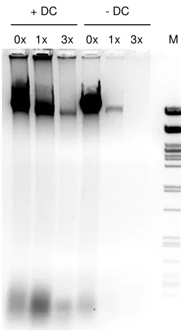 Figure 1.+ DC