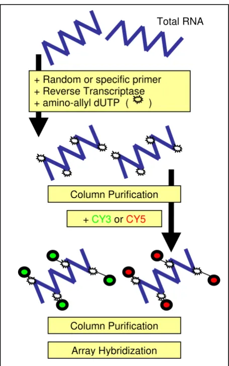 Figure 1total RNA samplePrinciple of cDNA indirect labelling method, starting form Principle of cDNA indirect labelling method, starting form total RNA sample