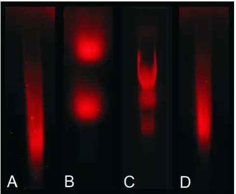 Figure 4using a 1 % (w/w) TEA agarose gelConventional analysis of Cy5-cDNA separated based on size Conventional analysis of Cy5-cDNA separated based on size using a 1 % (w/w) TEA agarose gel