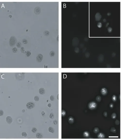 Figure 2Comparison of SG and DAPI using fluorescence microscopyexposure time for both (Comparison of SG and DAPI using fluorescence microscopy