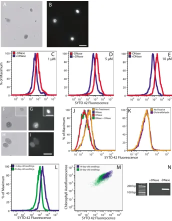 Figure 4Fluorescence microscopy and flow cytometric analysis of SYTO 42-stained chloroplastsFluorescence microscopy and flow cytometric analysis of SYTO 42-stained chloroplasts