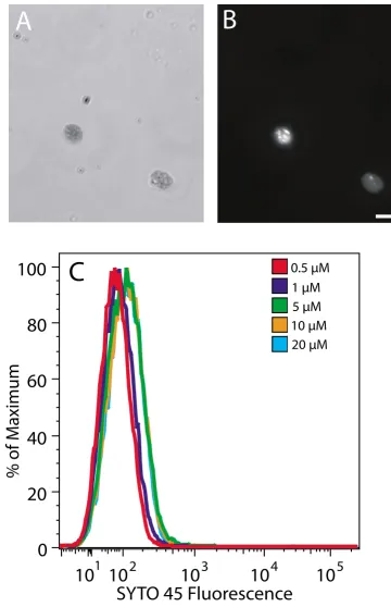 Figure 5Fluorescence microscopy and flow cytometric analysis of SYTO 45-stained chloroplastsFluorescence microscopy and flow cytometric analysis of SYTO 45-stained chloroplasts