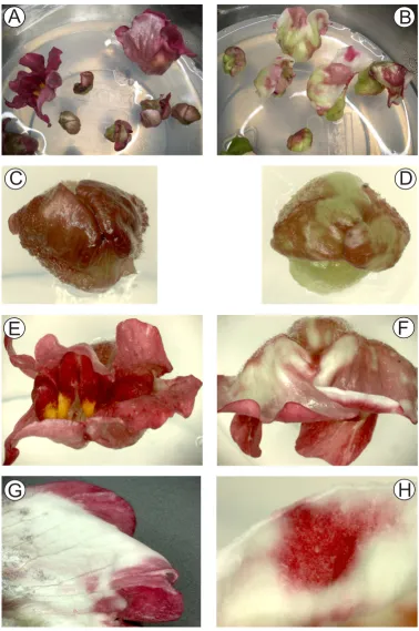 Figure 1Inhibition of the function of CHS in Antirrhinum flower buds using transient RNAiInhibition of the function of CHS in Antirrhinum flower buds using transient RNAi