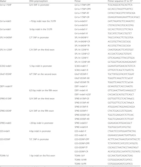Table 2 Primer information of the allele-specific markers for eight yield-enhancing genes