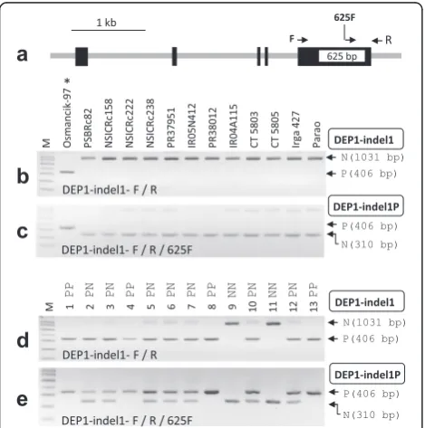 Fig. 5 DEP1 marker. a Gene structure of DEP1. FNP (625-bp indel)was shown with the unfilled box on the fifth exon
