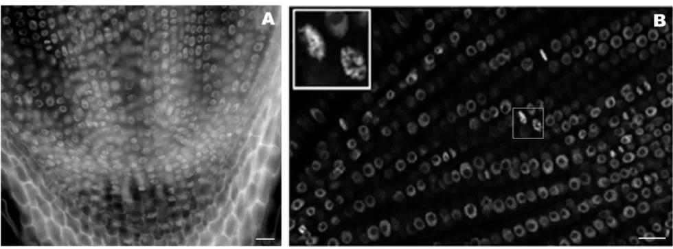 Figure 1Rice root tissue section labeled with DAPIRice root tissue section labeled with DAPI