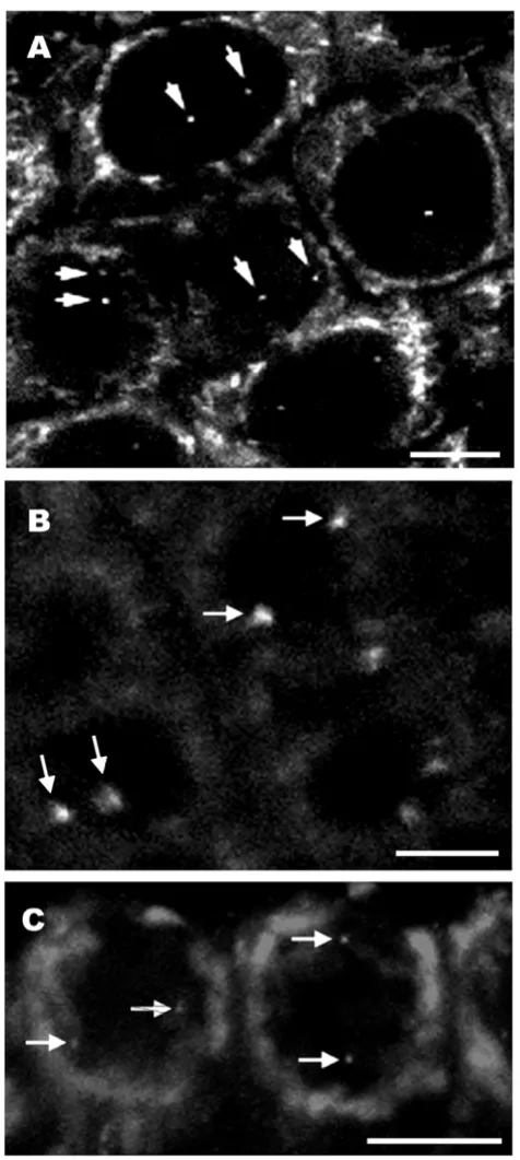 Figure 2Transgene sites in 3D interphase nuclei of wheat (A), rice (B) and tobacco (C) root tissue sectionsTransgene sites in 3D interphase nuclei of wheat (A), rice (B) and tobacco (C) root tissue sections