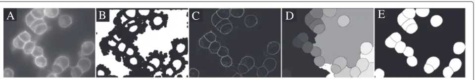 Figure 8 3D view of the segmentation in Example 6. The obtainedsegmentation is truly a 3D segmentation field