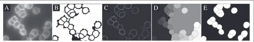 Figure 3 Segmentation of cells in 2D using automatically detected markers in Example 5
