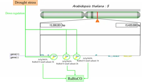 Figure 5Decrease of RuBisCO gene expression by drought stressDecrease of RuBisCO gene expression by drought stress