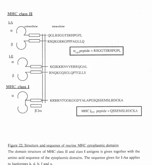 Figure 22: Structure and sequence of murine MHC cytoplasmic domains 