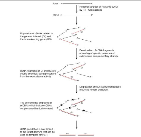 Figure 1 Schematic representation of the method used to detect NATs within a cDNA population