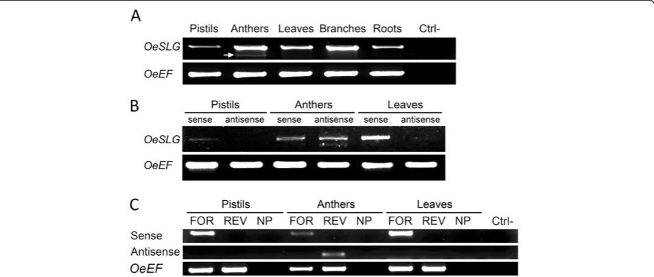 Figure 2 PCR amplifications on cDNAs to reveal anther-specific NATs in olive. Aantisense transcripts