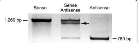 Figure 4 Validation of the method through RT-PCR using gene-specific primers. Sense: RT-PCR carried out using OeSLG_full-length_5’-tag_REV and subsequent amplification using primer_TAGand OeSLG_internal_FOR