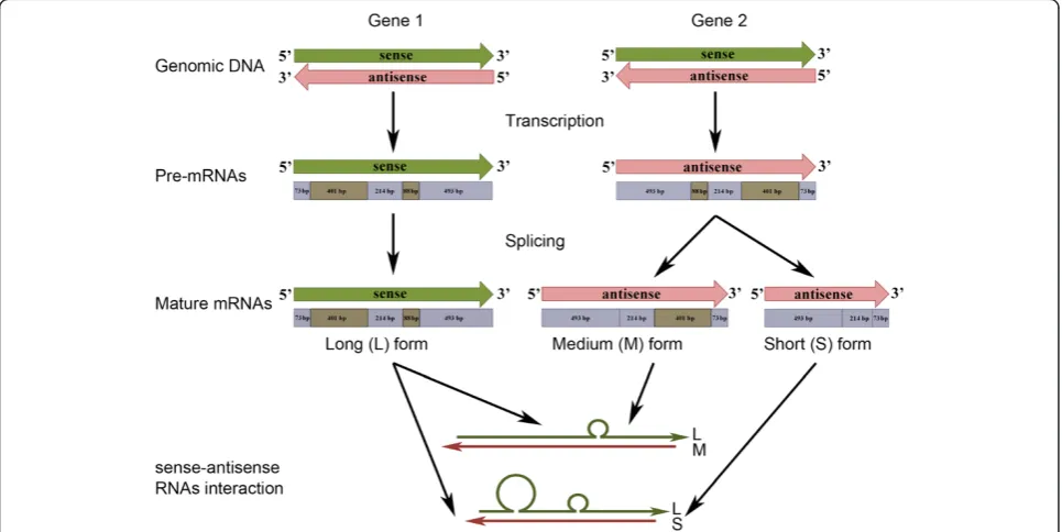 Figure 5 Summary of the predicted pathway in olive anthers. The sense (green) and antisense (pink) transcripts are coded by genes locatedat two distinct loci