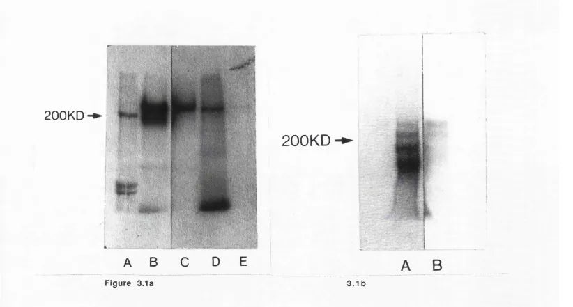 Figure 3.1a3.1b