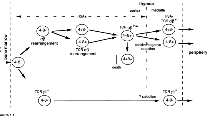 Figure 1.1Stages of T cell maturation In the thymus