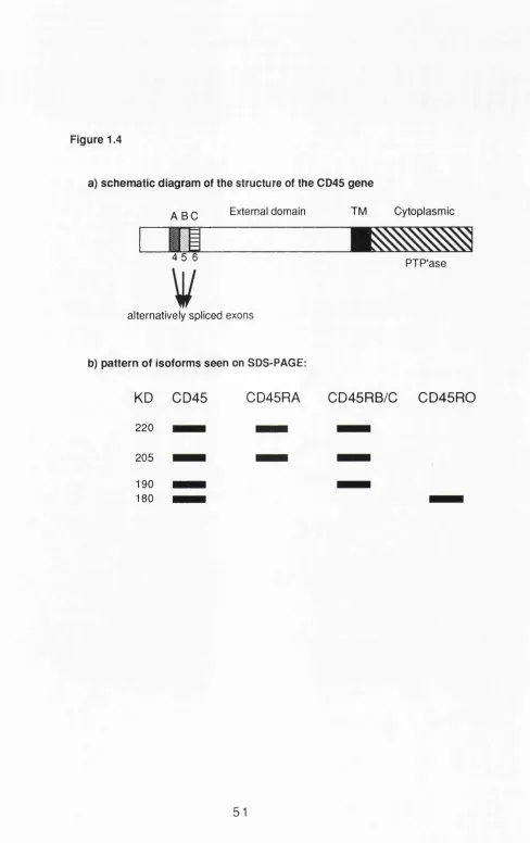 Figure 1.4a) sch e m a tic diagram  of the structure of the CD45 gene