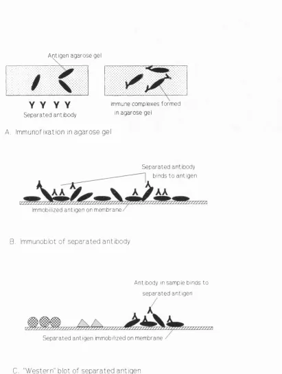 Figure 1.1 Three methods used to study antigen-specific IgG.
