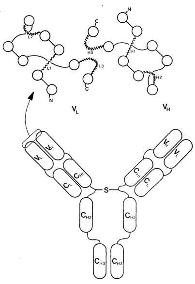 Figure 1.2 Diagram of an IgG molecule showing the antigen binding site with the six hypervariable loops, held in place by strands of jS- sheets (open circles).