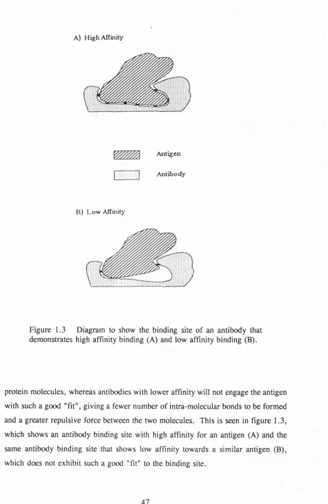 Figure 1.3 Diagram to show the binding site of an antibody that 