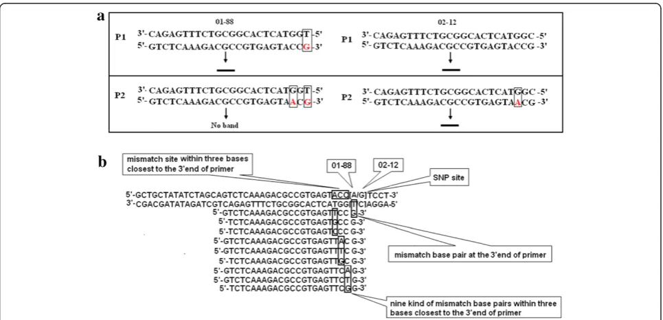 Figure 1 Schematic representation of the AS-PCR primer design. a, Primer P1 forms a perfect match with allele from 02-12, but a mismatchbase pair at the 3’end with the DNA sequence of allele from 01-88