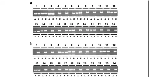 Table 4 Effect of artificial base mismatches in three mismatch sites on the specificity of allele-specific PCR