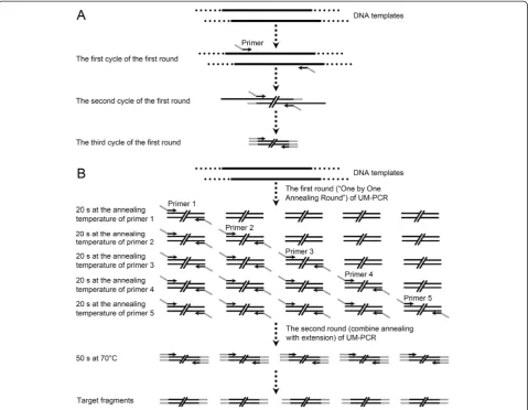 Figure 1 Schematic representation of adapter-primers and UM-PCR. (A) Schematic representation of adapter-primers