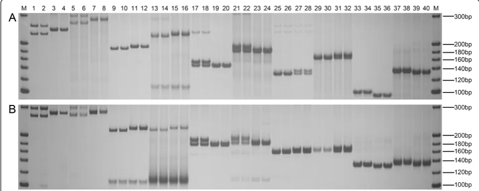 Figure 2 Comparison of PCR products amplified using SSR primers and different types of adapter-primers.using SSR primers and U-primers