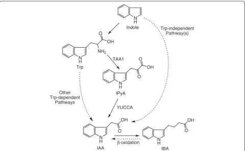 Figure 1 A simplified summary of IAA biosynthetic pathways. A solid line represents an enzymatic step