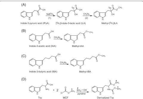 Figure 3 Derivatizations of analytes prior to GC-MS analysis.from both MCF and methanol are incorporated into the final product