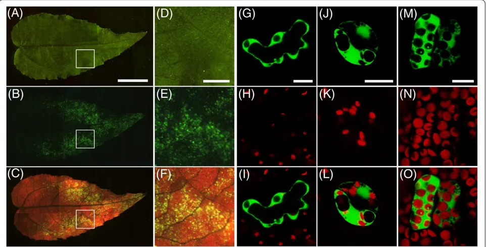Figure 1 Expression of GFP in hybrid aspen usingchloroplasts were mergedvarious cell types in aspen leaves