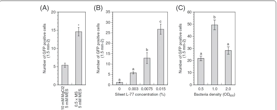 Figure 2 Transient transformation efficiency in hybrid aspen leaves. (A)OD Effect of infiltration medium on transient transformation