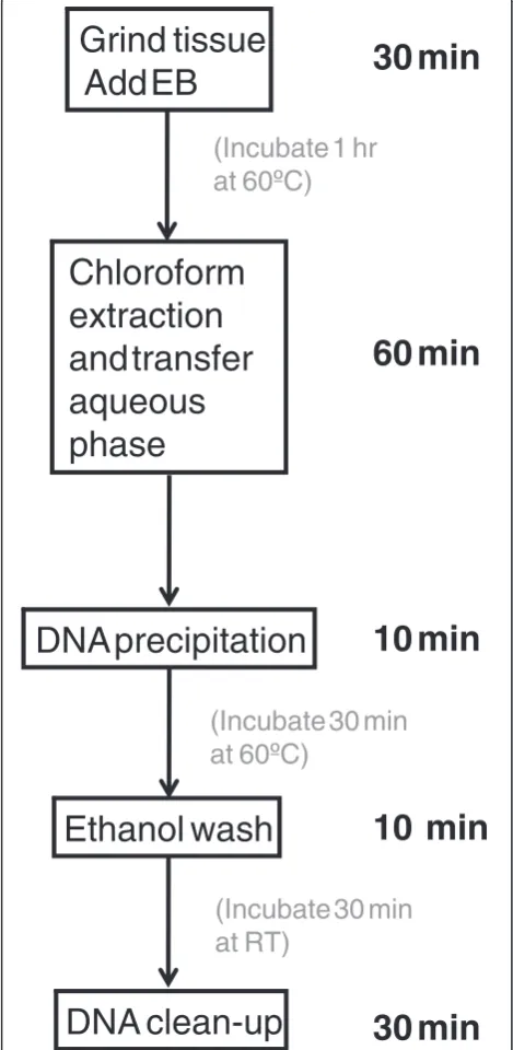 Figure 1 Flowchart of five major steps of the DNA extractionmethod. It takes 2 h and 20 minutes hand-on time to complete a96-well plate