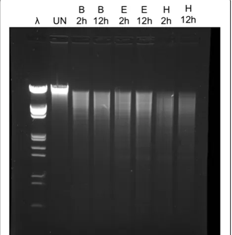 Figure 3, the genomic DNA fragment isolated with our