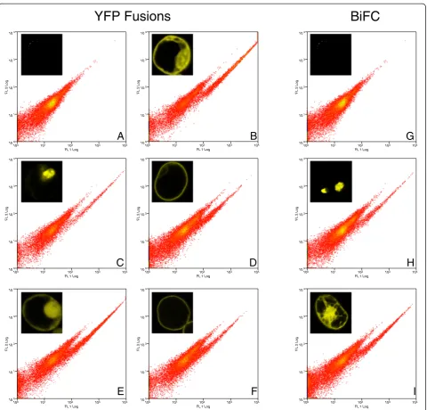 Figure 2 Detection sensitivity of YFP fusion proteins.G.can see from comparison with the mock negative control, that YFP expressing protoplasts can be clearly identified as a cloud of cells shiftedto the right in the FL1 channel