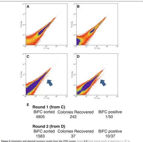Figure 4 Cytometric and plasmid recovery results from the CPK3 screen.recovered bacterial colonies and the number of colonies producing positive BIFC in one-on-one challenges with the bait (actual plots are(no YFP signal is produced),fished library plasmid