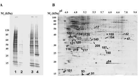 Figure 3Analysis of monocyte phosphoproteome by ProQ stainingutes at 30°C prior to SDS-PAGE/Pro Q staining